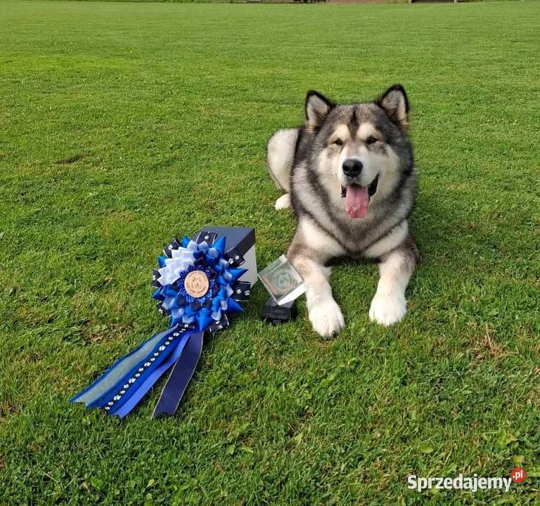 Alaskan Malamute jesień 2026 Arctic Challenge Pozostałe Wesoła sprzedam