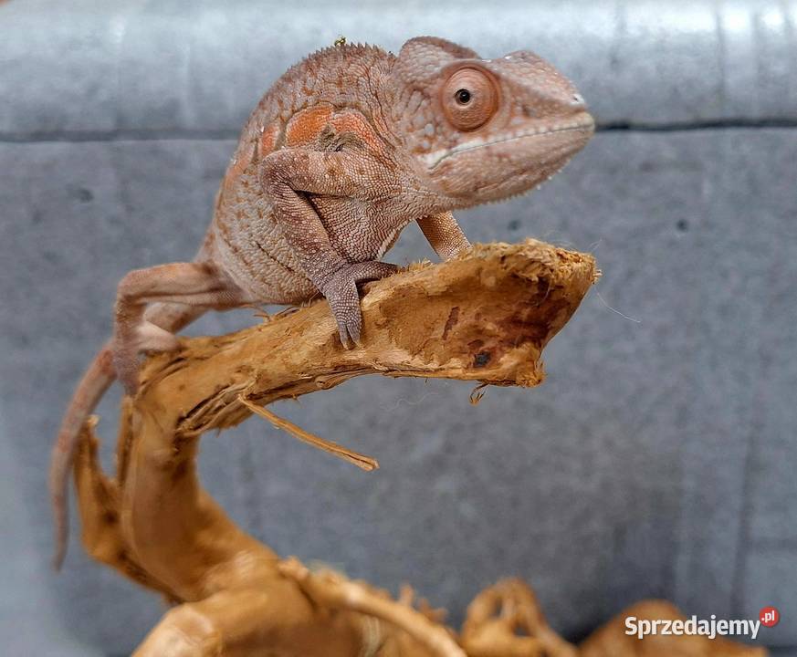 Kameleon lamparci samiec Wołomin