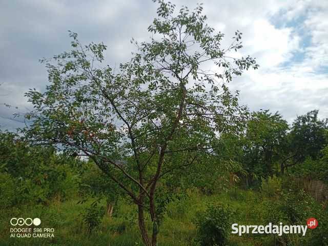 ROD 600m2 wójtowa rola warmińsko-mazurskie Olsztyn