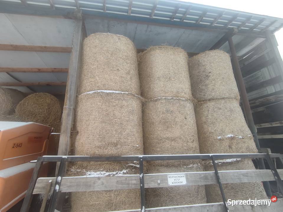 Słoma sucha koni Zduńska Wola