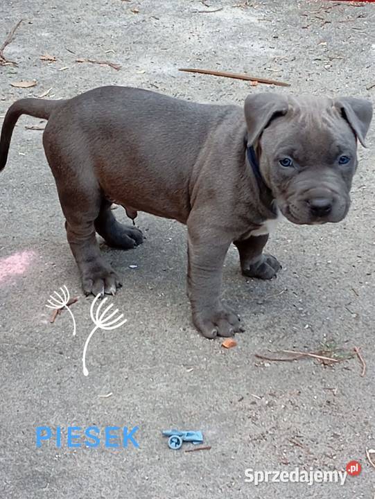 American Staffordshiere Terrier Poznań