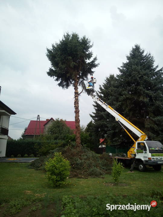 Usuwanie starych niebezpiecznych drzew skracanie Skawina