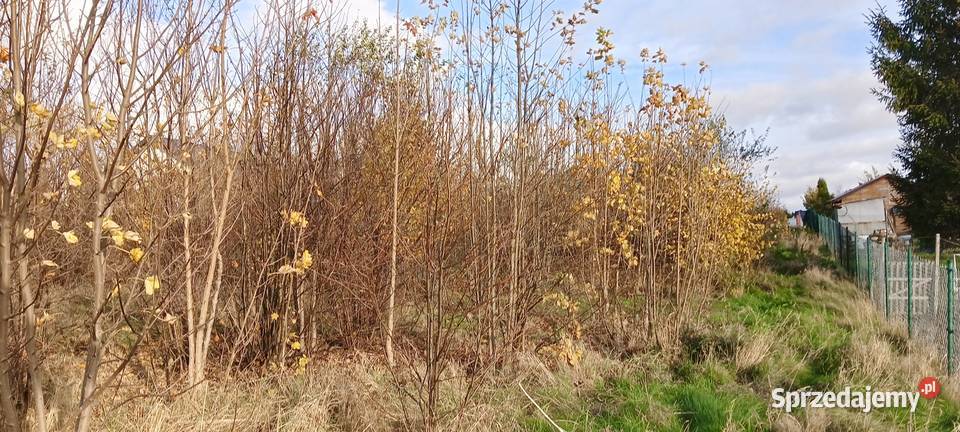 3 działki z MPZP w Wychowie k Luzina Sychowo