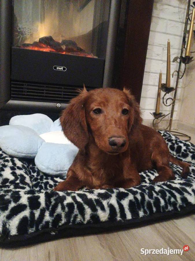 Jamnik długowłosy miniaturowy piesek Radziejów