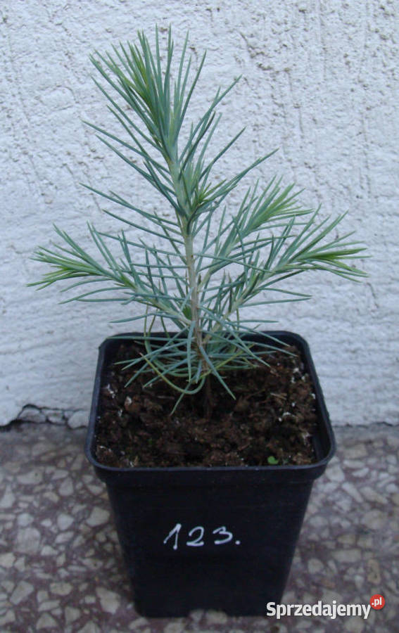 CEDR HIMALAJSKI CEDRUS sadzonki w doniczkach
