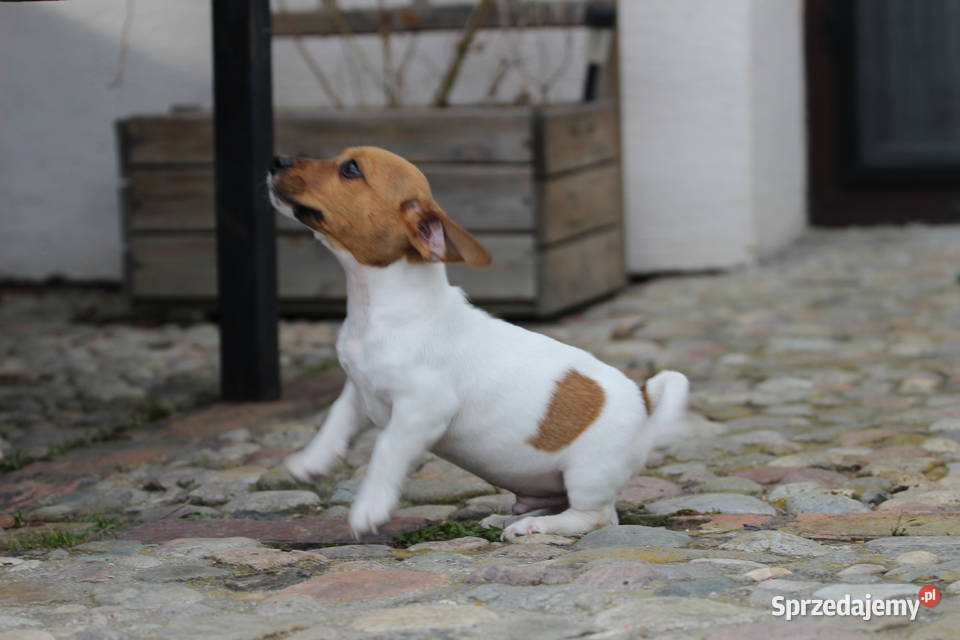 Jack Russell Terrier krótkowłosy Delastowice sprzedam