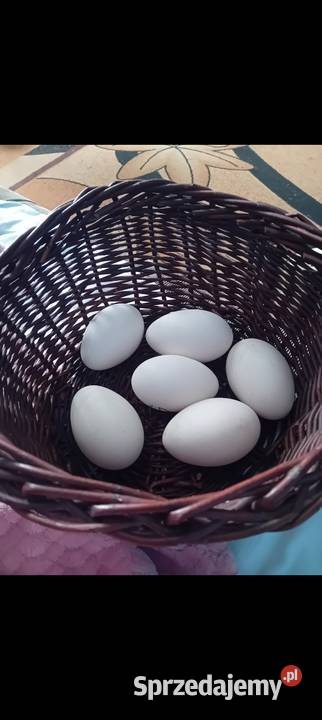 Jaja wiejskie kacze gęsie indycze mazowieckie Borzęcin Duży