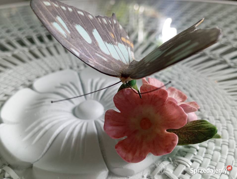 Porcelanowy motyl Franklin sprzedam