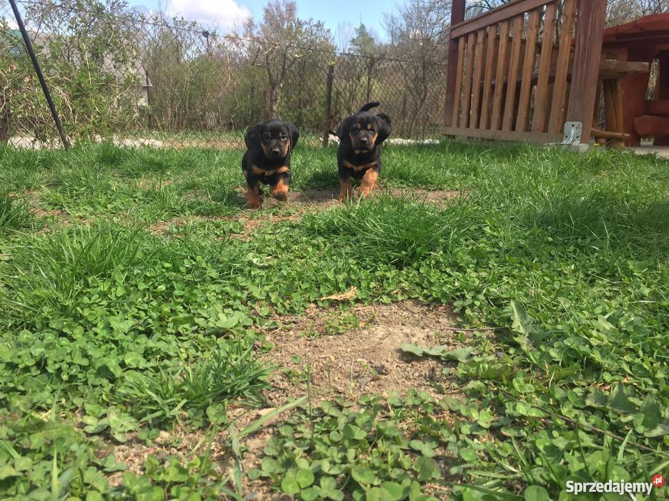 Oddam szczeniaki Gończy Polski Zwierzęta podkarpackie Łukowe