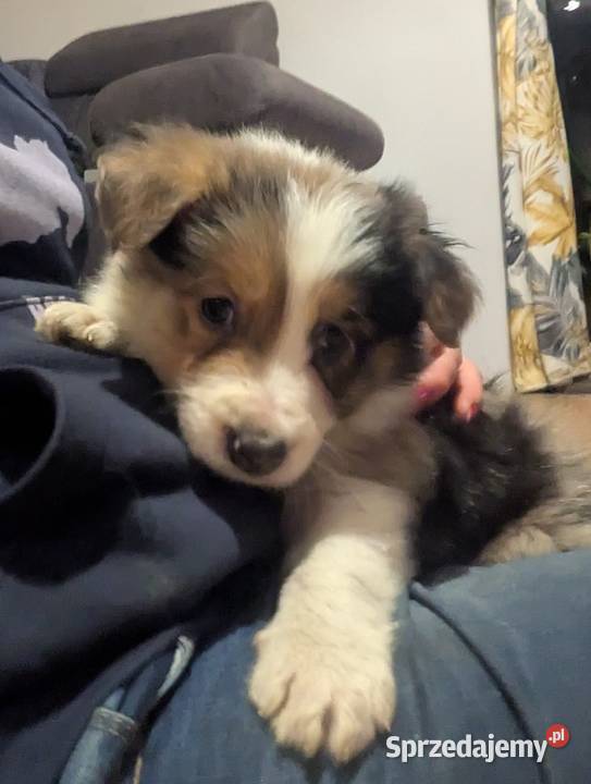 Border Collie Pozostałe