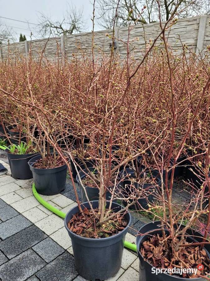 6 letnie ponad metrowe krzewy Borówki Rośliny opolskie Żłobizna