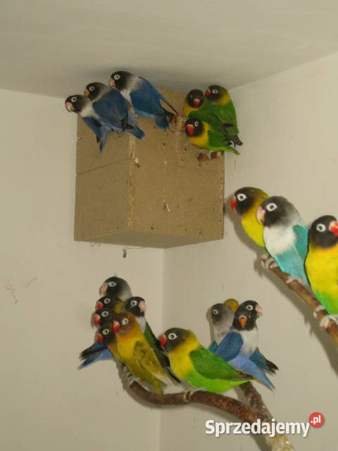 nierozłączki Kraków