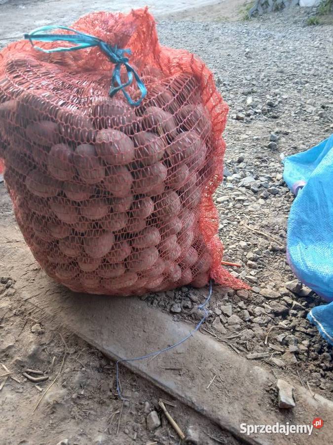 Ziemniaki sadzeniaki Soraya Gorajec-Stara Wieś