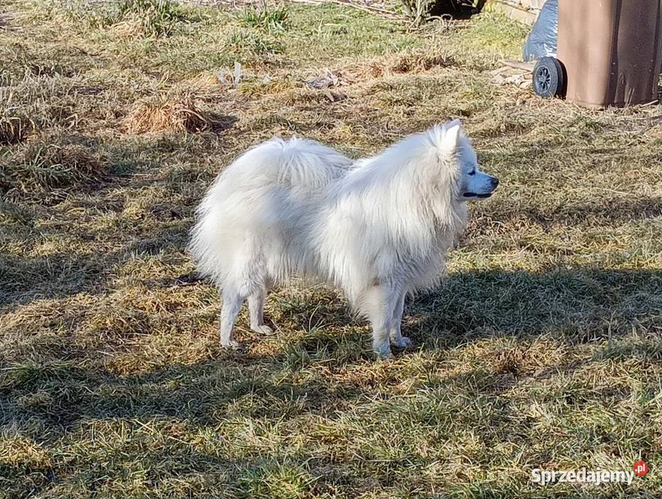 Szpic niemiecki średni biały rodowód ZKwP FCI sprzedam
