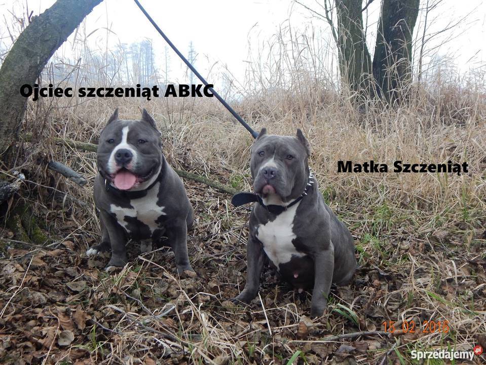 American BullyAmstaffPit Bull Szczeniaki z Koło sprzedam