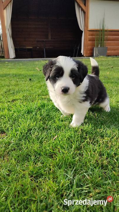 Szczeniaczki Border Collie Krosno