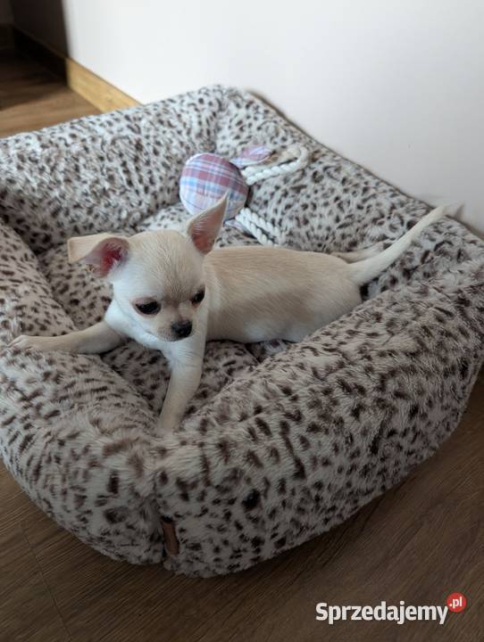 Piesek chihuahua kremowy Złaków Borowy