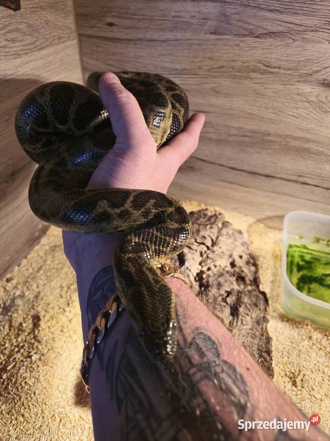 Anakonda Żółta Samiec Radlin