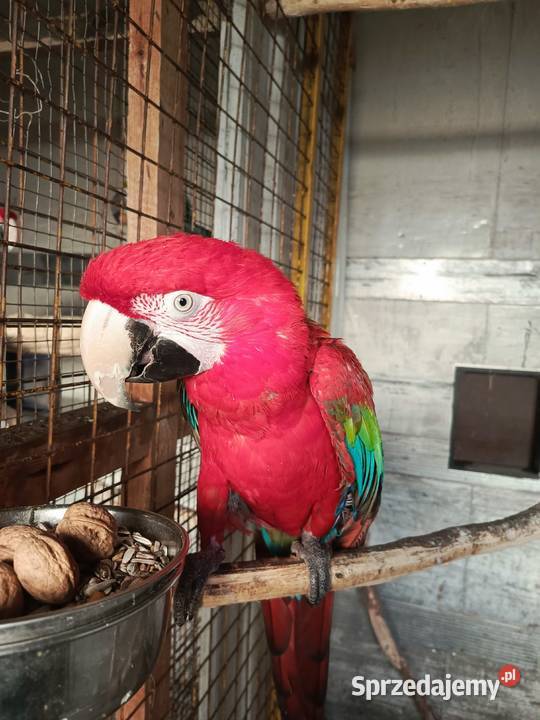 Ara Chloropter Pamiątkowo