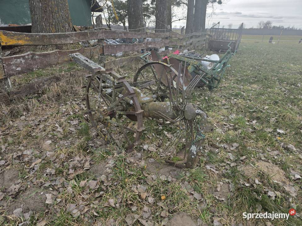 Kopaczka konna Wydminy