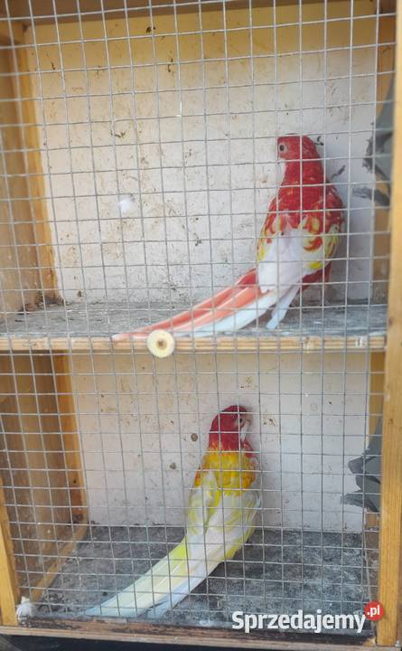 Rozelle białolice para Wadowice