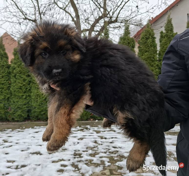 owczarek niemiecki długowłosy Długołęka