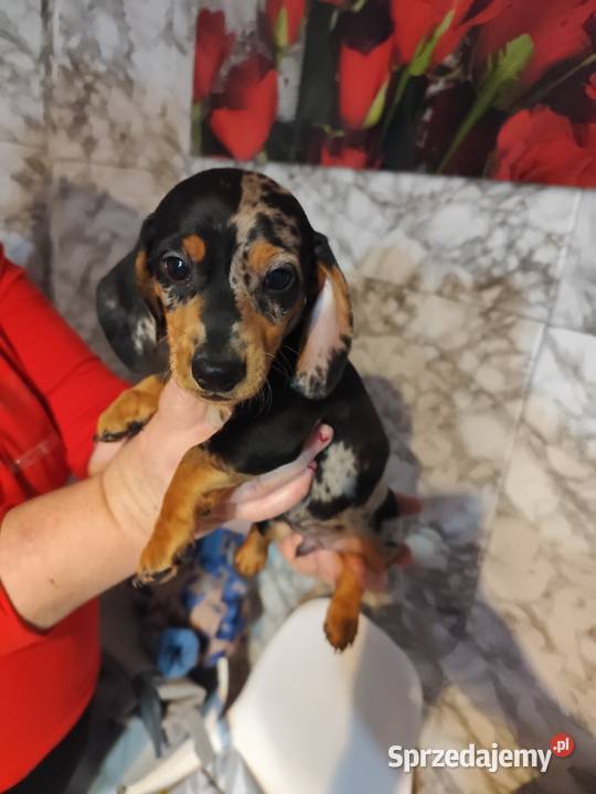 Jamnik krótkowłosy merle piesek