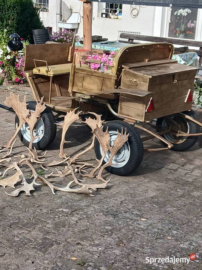 Daniele rogi Pozostałe zachodniopomorskie Kalisz Pomorski