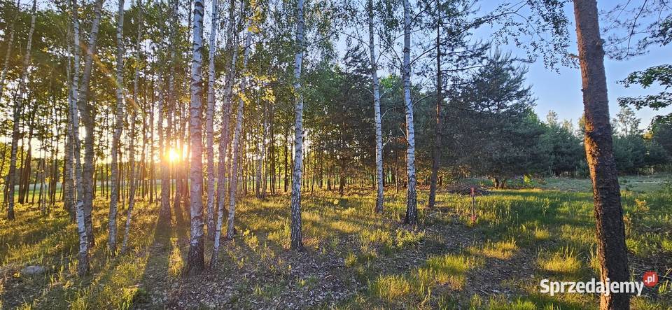 Działka bud 2900 M2 Łukawska Wola WZ ZADRZEWIONA Sprzedaż Grunty i działki