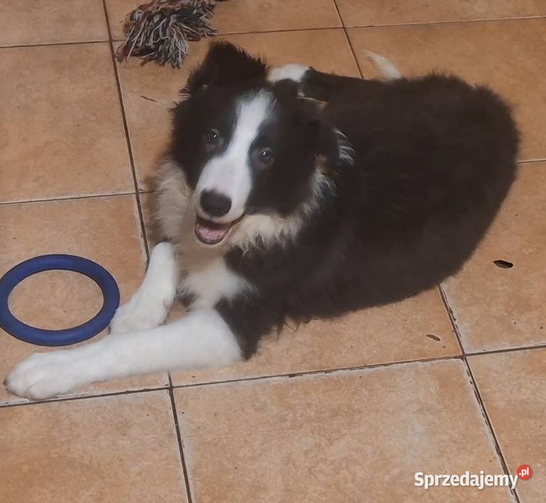 Piękny piesek border collie Łódź