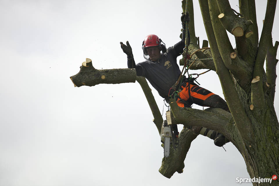 Drzewni Profesjonalna pielęgnacja i wycinka Pozostałe Warszawa sprzedam