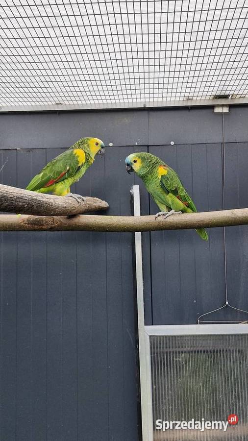 Amazonka niebieskoczelna aestiva xanthopteryx opolskie Zakrzów Turawski