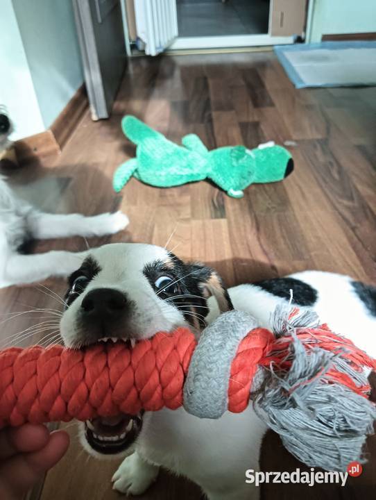 Jack russell terrier ostatnia sunia śląskie