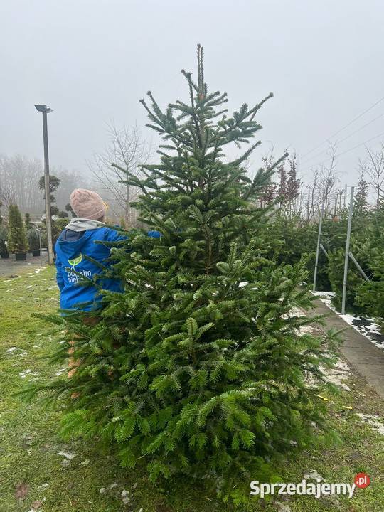 Jodła Kaukaska cięta Choinka na Święta Możliwość Iglaste Dom i Ogród