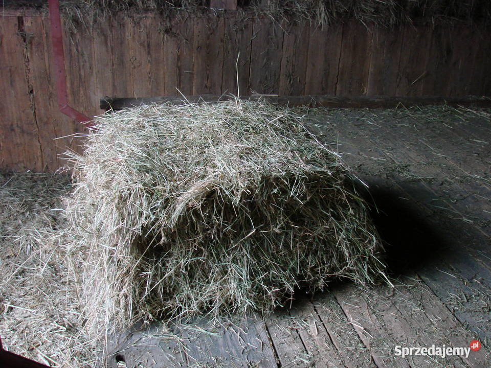 siano w kostkach Bąbliniec