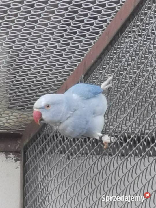 Aleksandretty obrożne Rypin