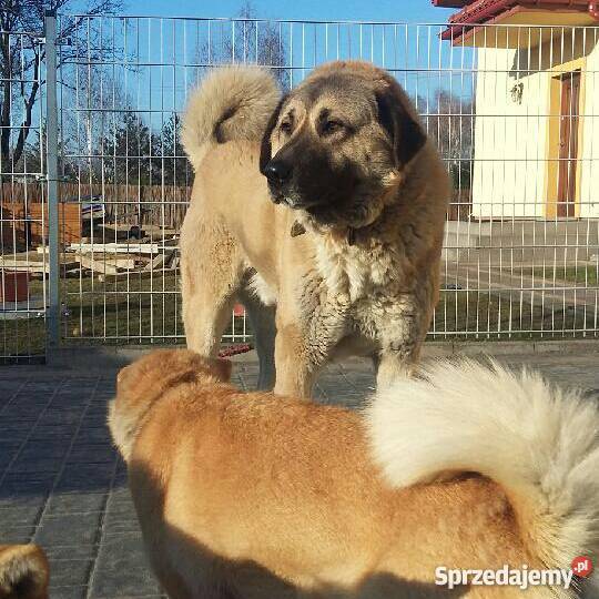 AnatolianKangal Karabasz Psy