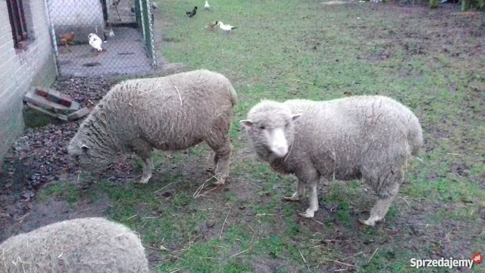 Owce uhruskie Komarówka Podlaska