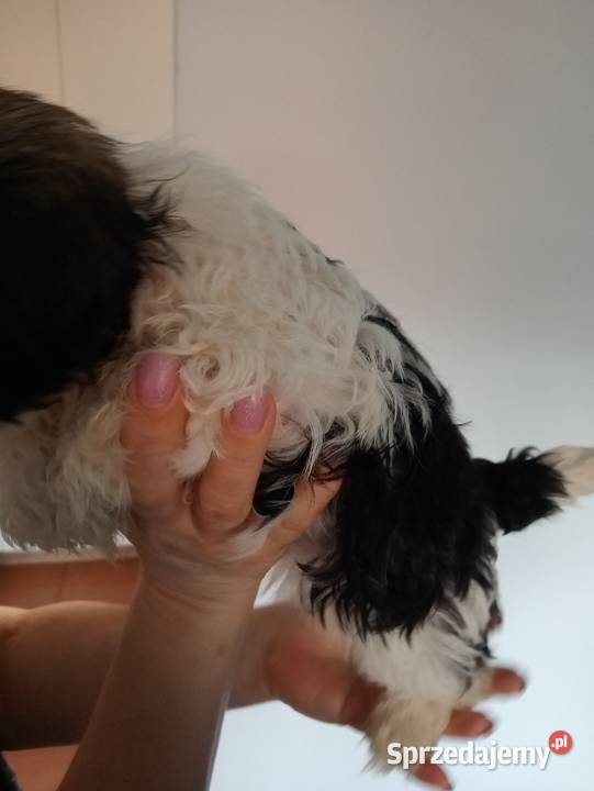 Shih TZU śliczna suczka trikolor Gruszczyn