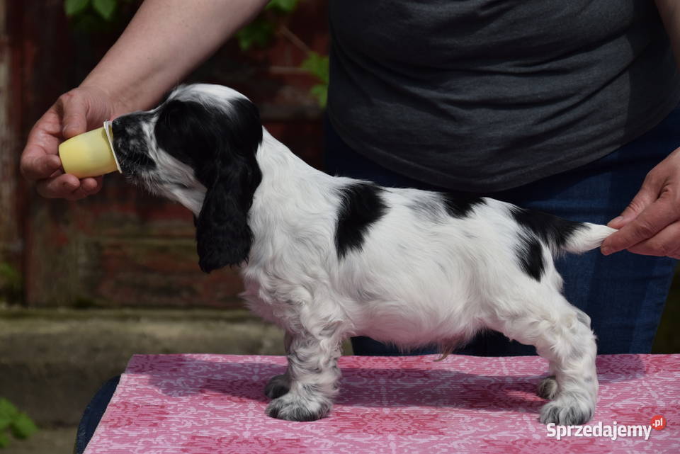 Cocker Spaniel Angielski Sczenięta FCI Nowy Sącz