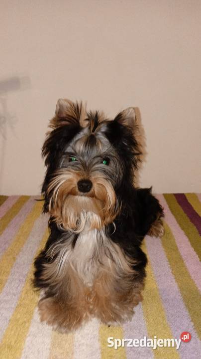 Yorkshire Terrier