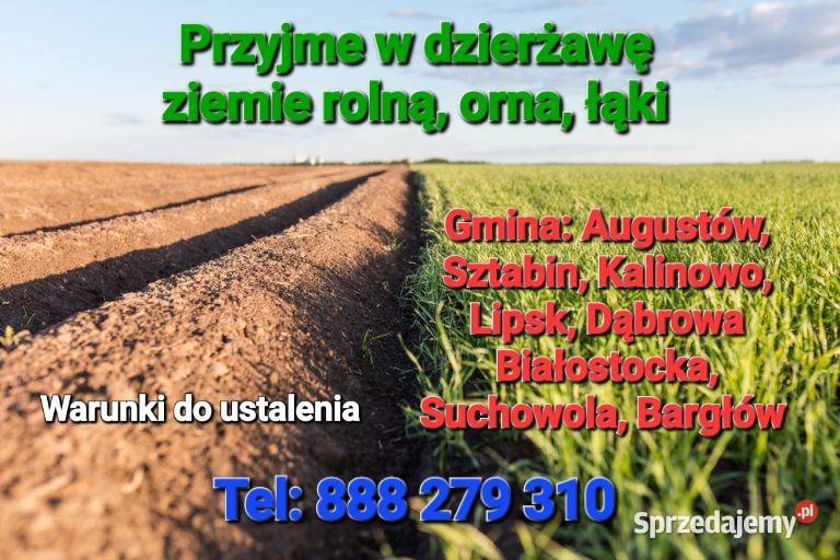 Dzierżawa gruntów rolnych pod zboża kukurydze podlaskie Kolnica