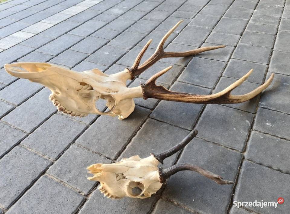 Poroże Poroża Jelenia 2 sztuki Okazja wielkopolskie Ostrów Wielkopolski sprzedam