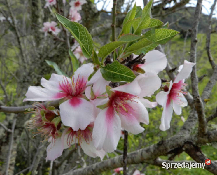 MIGDAŁOWIEC POSPOLITY  Prunus amygdalus NASIONA Lubanie sprzedam