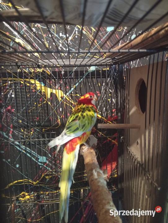 Ptaki Strzelce Opolskie