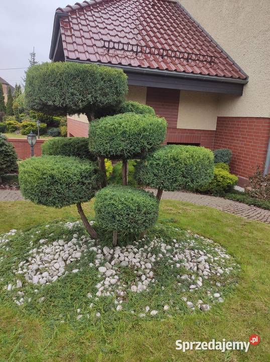 Usługi ogrodnicze i malowanie i budowlane Szczecinek