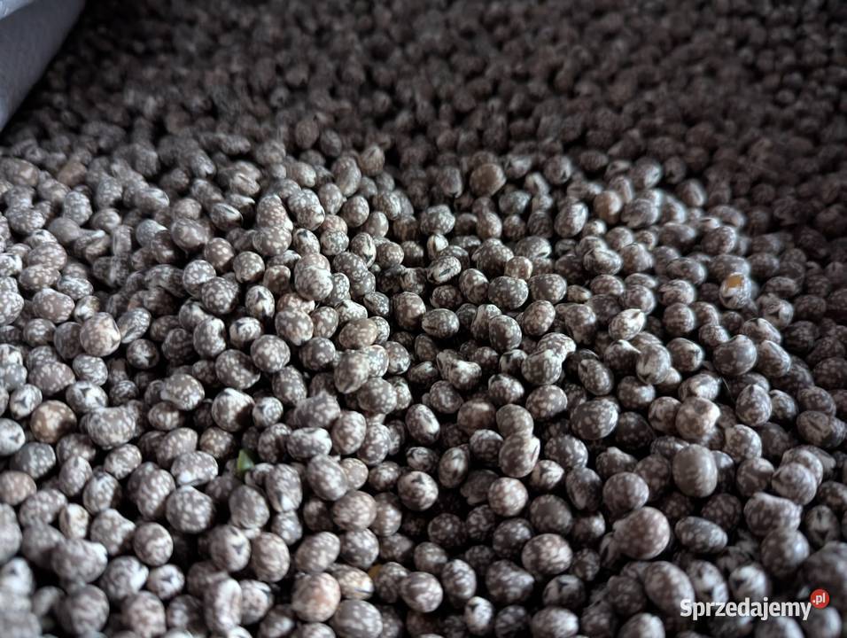 Łubin gorzki Karo nie pryskany do siewu pomorskie Nowęcin