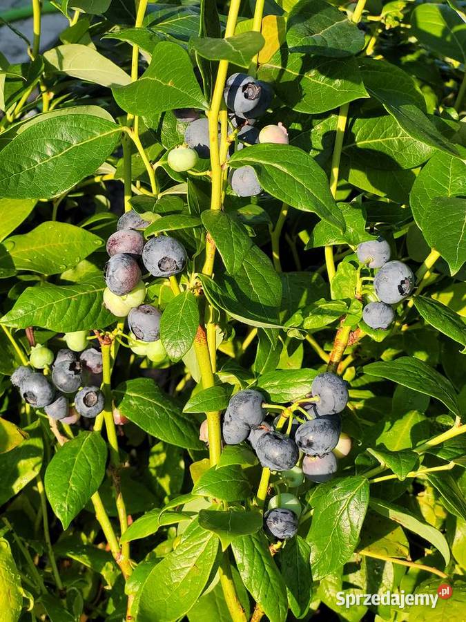 Wielkie krzewy borówki amerykańskiej 8090 Żłobizna