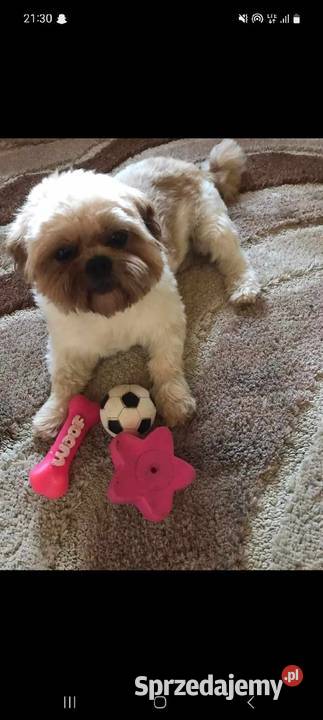 Shih tzu reproduktor lubelskie Stanin sprzedam