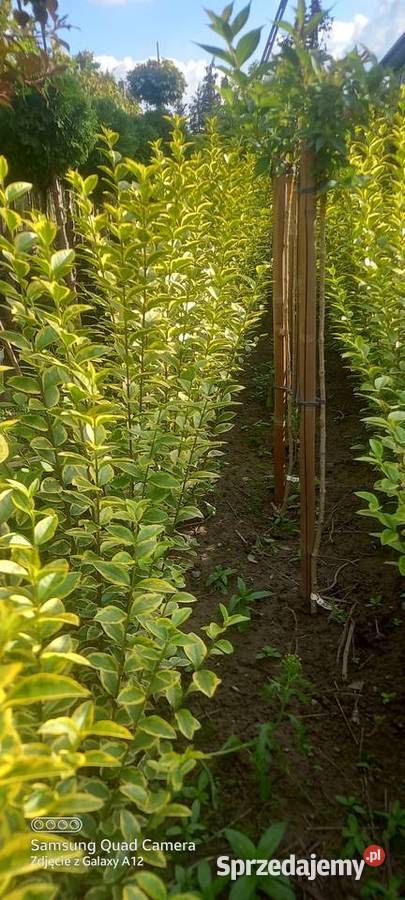 Ligustr zimolistny Aureum 350 2050 3000 sztuk Mąkolno sprzedam